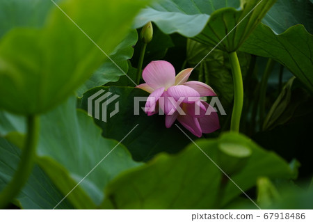 韓國京畿道始興市Buheung-dong Gwangok-ji的蓮花 67918486