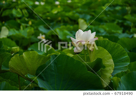 韓國京畿道始興市Buheung-dong Gwangok-ji的蓮花 67918490