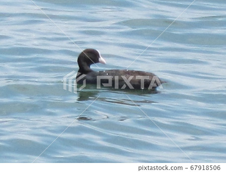 coot, fulica, coots 67918506