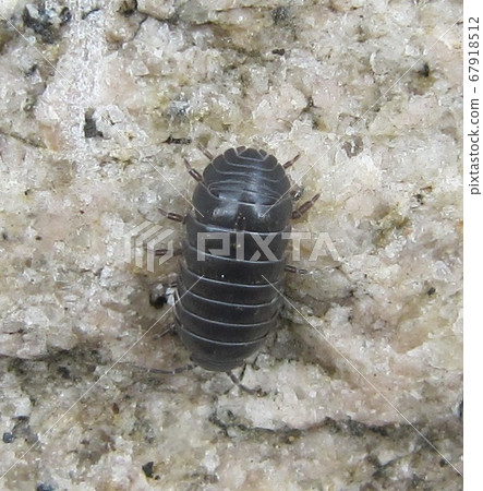 armadillidium vulgare, pill woodlouse, pillbug 67918512