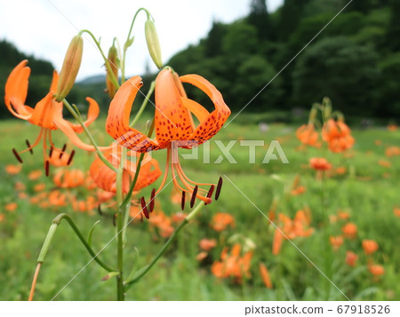 Summer takigashira moor kouniyuri Summer takigashira moor kouniyuri 67918526
