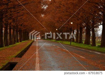 從水杉樹 67918675