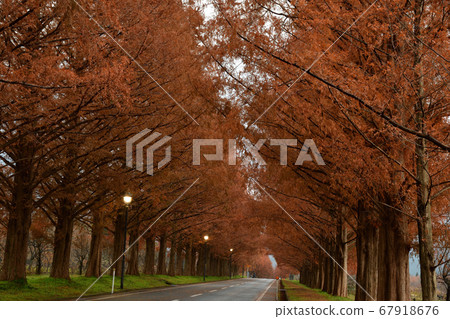 從水杉樹 67918676