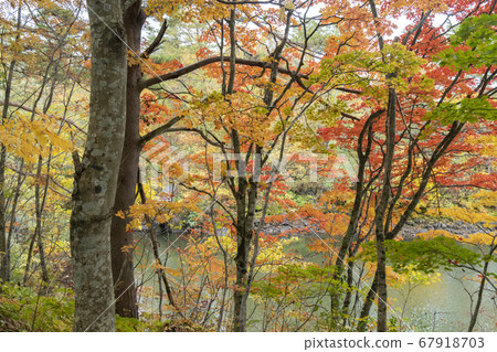 Urabandai autumn on the Hinohara lakeside exploration road 67918703