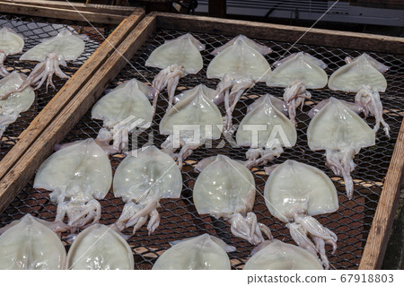 Sun dried squid [dried squid] 67918803