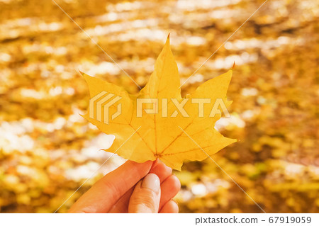 Close-up of hand holding yellow leaf 67919059