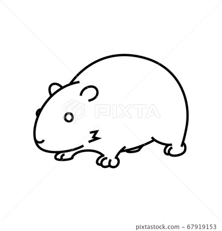 Guinea pig 67919153
