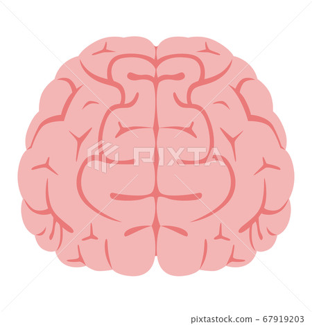 健康桃紅色腦子的例證。 健康桃紅色腦子的例證。 67919203