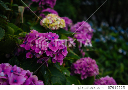 Purple hydrangea 67919225
