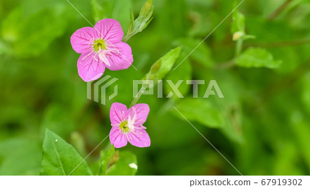 閃亮的紅葉 67919302