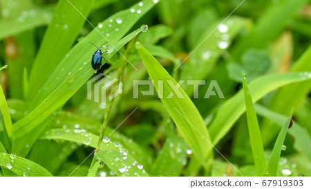 Insects and drops 67919303