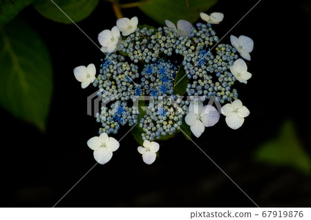 Hydrangea flowers are like stars Hydrangea flowers are like stars 67919876