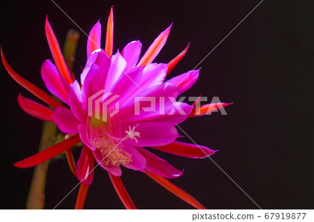 Red flower peacock cactus 67919877