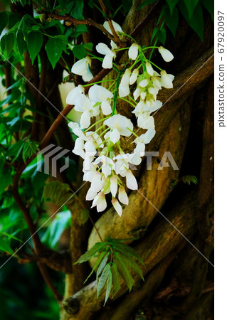 Wisteria flowers Wisteria flowers 67920097