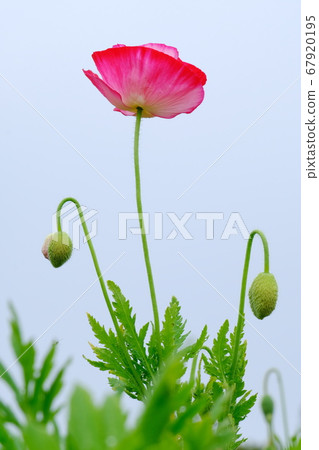 Poppy 67920195