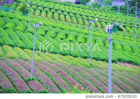 岐阜縣宜必宜茶園，宜必思富萊高速公路 67920810