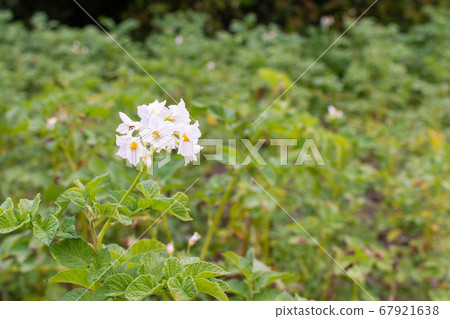 Growing potatoes on a garden bed Growing potatoes on a garden bed 67921638