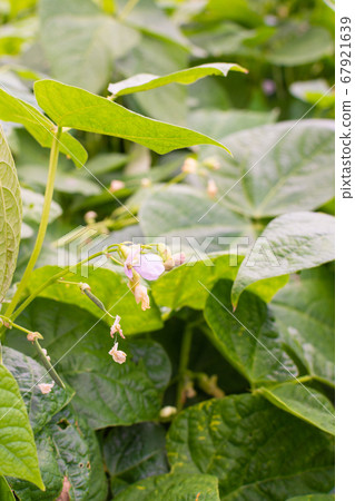 Garden beds of green young beans Garden beds of green young beans 67921639