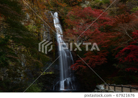 美濃秋天秋葉 67921676