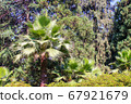 Beautiful view of green plants in the park flowers arbors and green palm trees. Beautiful green natural backgrounds. 67921679