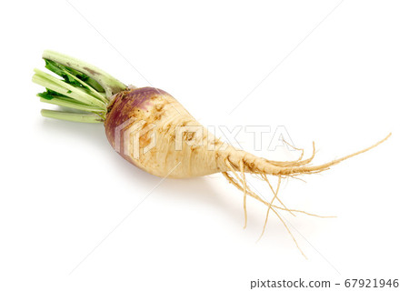 Rutabaga Rutabaga 67921946