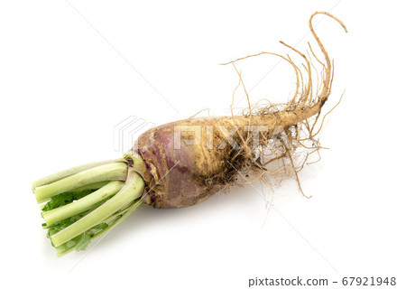 Rutabaga Rutabaga 67921948