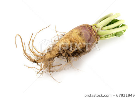 Rutabaga Rutabaga 67921949