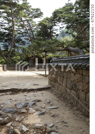 Pine tree and Hanok fence Pine tree and Hanok fence 67922150