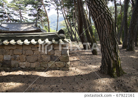 Pine tree and Hanok fence Pine tree and Hanok fence 67922161