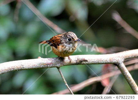 紅尾鶲(Stachyridopsis ruficeps) 紅尾鶲(Stachyridopsis ruficeps) 67922293