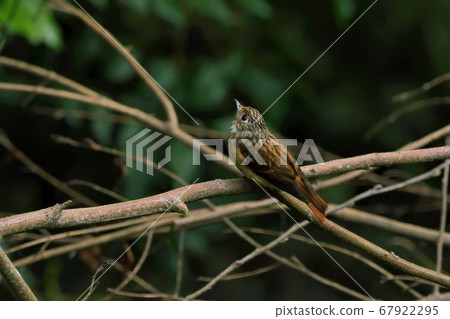 紅尾鶲(Stachyridopsis ruficeps) 紅尾鶲(Stachyridopsis ruficeps) 67922295