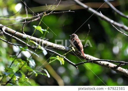 紅尾鶲(Stachyridopsis ruficeps) 紅尾鶲(Stachyridopsis ruficeps) 67922381