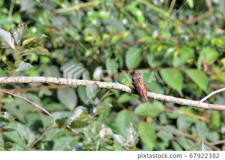 紅尾鶲(Stachyridopsis ruficeps) 紅尾鶲(Stachyridopsis ruficeps) 67922382