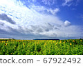 Sunflower field and sky 67922492