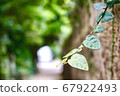 Tree-lined grass 67922493
