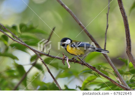 青背山雀(Parus monticolus) 青背山雀(Parus monticolus) 67922645