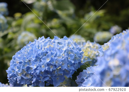 hydrangea hydrangea 67922928