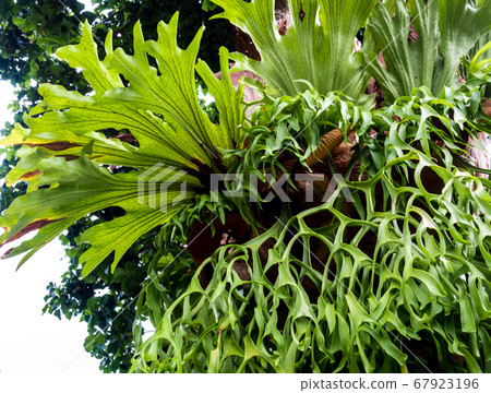Freshness long leaves of Elkhorn Fern epiphytes on tree Freshness long leaves of Elkhorn Fern epiphytes on tree 67923196