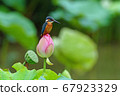 Kingfisher perching on a lotus 67923329