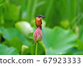 Kingfisher perching on a lotus 67923333