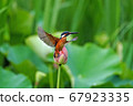 Kingfisher perching on a lotus 67923335