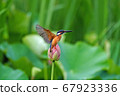 Kingfisher perching on a lotus 67923336