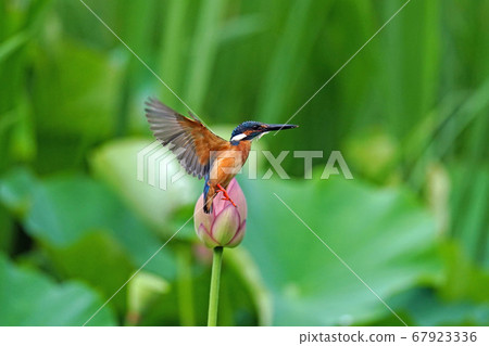 Kingfisher perching on a lotus Kingfisher perching on a lotus 67923336