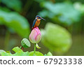 Kingfisher perching on a lotus 67923338