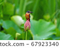 Kingfisher perching on a lotus 67923340