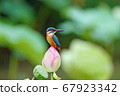 Kingfisher perching on a lotus 67923342