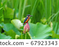 Kingfisher perching on a lotus 67923343