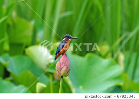 翠鳥棲息在蓮花上 翠鳥棲息在蓮花上 67923343