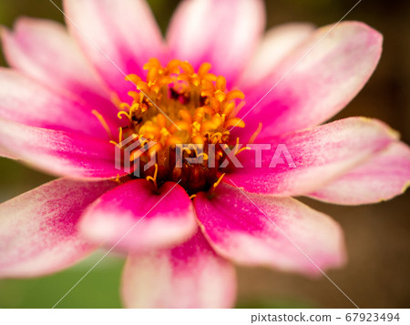 Zinnia Profusion Flower Zinnia Profusion Flower 67923494