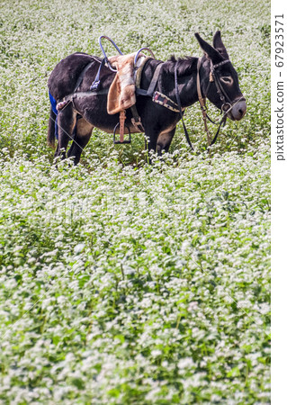 蕎麥場和驢 蕎麥場和驢 67923571